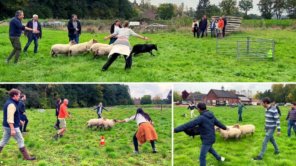 Team Building in Belgium 2022 - Sheep Herding